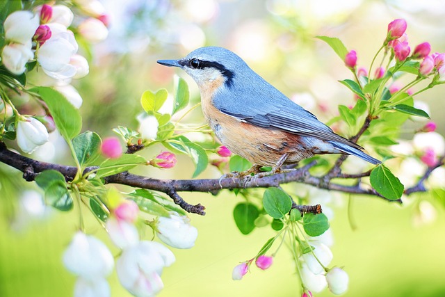 Sådan får du dine blomster til at blomstre længere - tips fra Permin